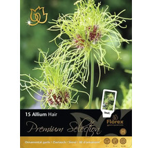 Paquet de 15 bulbes d''Allium Hair