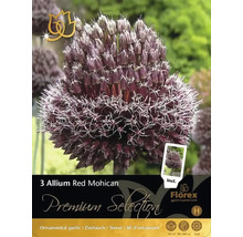 Paquet de trois bulbes d''ail d''ornement Allium Red Mohican