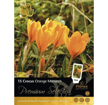 Paquet de crocus Orange Monarch avec 15 pièces