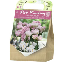 Bulbes de fleurs pour plantation en pot, 15 pièces