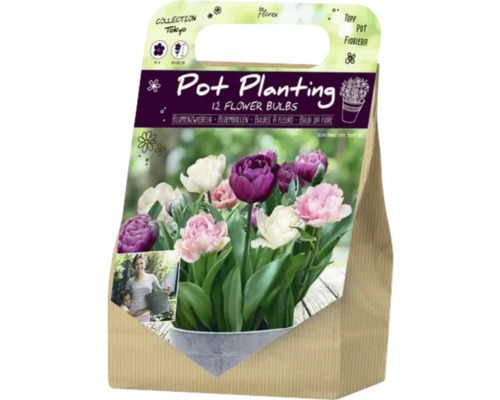 Bulbes à fleurs pour plantation en pot, 12 pièces