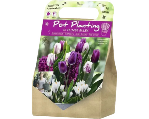 Paquet de bulbes à fleurs pour plantation en pot avec tulipes, crocus et jacinthes