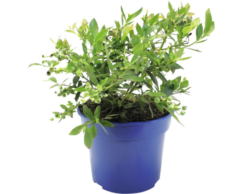 Bio Immergrüne Heidelbeere FloraSelf Bio Vaccinium corymbosum 'Sunshine Blue' Co 3 L