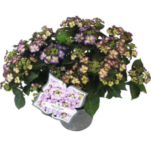 Hortensia Teller Tiffany Purple en pot