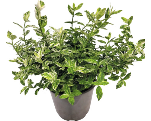 Im Topf befindlicher Spindelstrauch mit grün-weißen Blättern