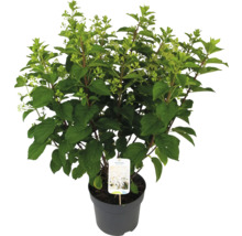 Hortensia paniculé en pot avec des feuilles vertes et des boutons