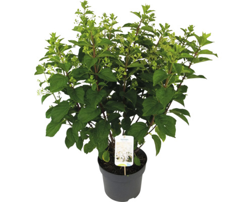 Rispenhortensie im Topf mit grünen Blättern und Knospen