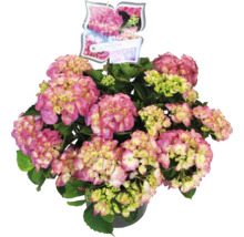 Rosa Hortensie in einem Topf