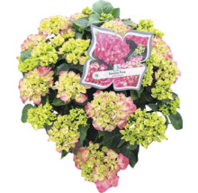Hortensie Sarena Pink mit Blüten und Blättern