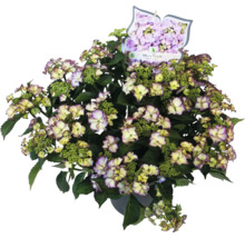 Hortensia Tiffany Purple en pot