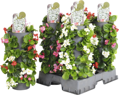 Begonien Ampelturm mit Begonienpflanzen in vertikalen Pflanzgefäßen.