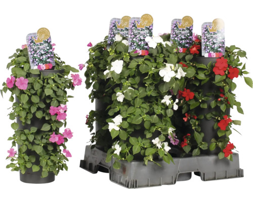 Etagenbepflanzung mit Fleißigen Lieschen in verschiedenen Farben