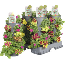 Blumenampel mit verschiedenen Pflanzen und Sortenschildern