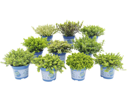 Mehrere blühende Pflanzen in Töpfen für den Aussenbereich