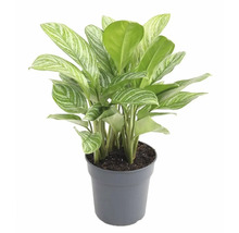 Roseau chinois en pot