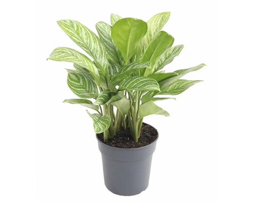 Roseau chinois en pot