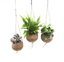 Trois plantes suspendues dans des boules de fibre de coco avec différentes espèces de plantes