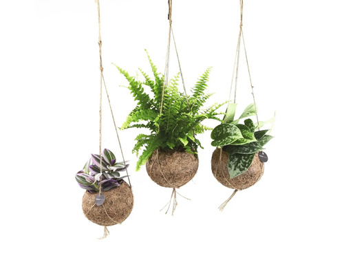 Suspension kokodama mélange de plantes vertes FloraSelf suspension florale sous forme de set pot Ø 12 cm Trois plantes suspendues dans des boules de fibre de coco avec différentes espèces de plantes