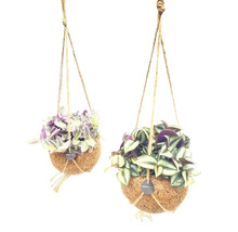 Deux plantes suspendues dans des coquilles de noix de coco avec suspension par corde