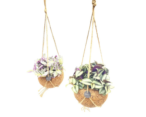 Deux plantes suspendues dans des coquilles de noix de coco avec suspension par corde