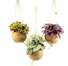 Trois plantes suspendues dans des coques de noix de coco avec différentes couleurs de feuilles.