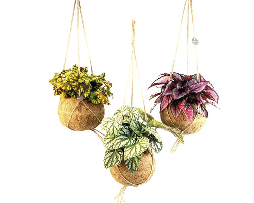 Suspension kokodama mélange de Bégonia royal FloraSelf suspension florale sous forme de set pot Ø 17 cm Trois plantes suspendues dans des coques de noix de coco avec différentes couleurs de feuilles.