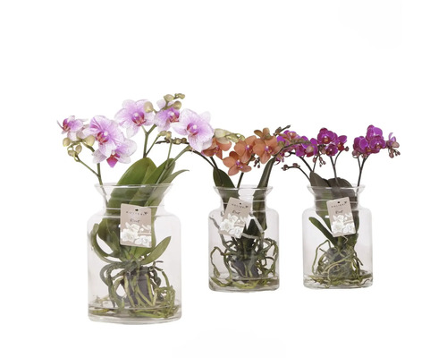 Trois orchidées dans des vases en verre avec différentes couleurs de fleurs