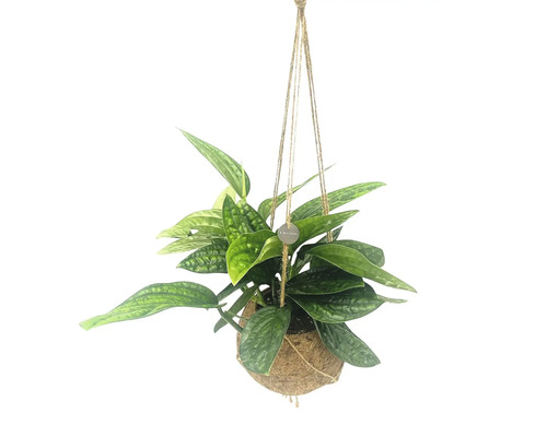 Plante suspendue avec des feuilles vertes dans un panier suspendu en fibre de coco