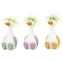 Trois canards décoratifs avec des plantes alignées.
