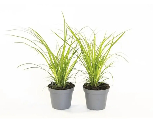 Carex FloraSelf Carex brunnea H env. 12 cm pot Ø 6 cm Deux plants de graminées sanguines japonaises en pots