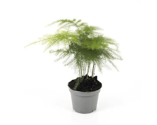 Zimmerpflanze Asparagus in einem Topf