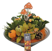 Centre de table automnal avec plantes, courges et champignons en bois dans un plat.