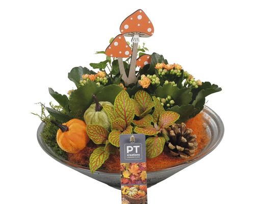 Arrangement de plantes d'intérieur orange FloraSelf coupe en verre Ø 26 cm Centre de table automnal avec plantes, courges et champignons en bois dans un plat.
