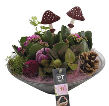 Composition avec plantes, champignons décoratifs, courges décoratives et pommes de pin dans un bol