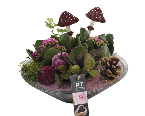 Arrangement de plantes d'intérieur purple FloraSelf coupe en verre Ø 26 cm Composition avec plantes, champignons décoratifs, courges décoratives et pommes de pin dans un bol