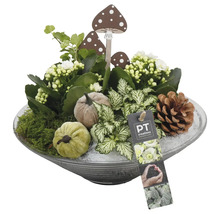 Jardinière d''automne décorative avec figurines de champignons, citrouilles, pommes de pin et arrangement de plantes dans un bol en verre