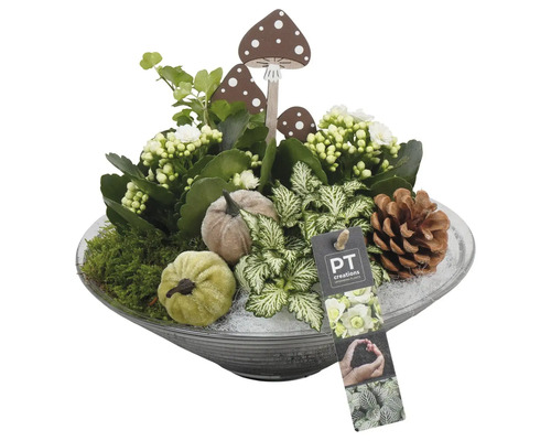 Arrangement de plantes d'intérieur white FloraSelf coupe en verre Ø 26 cm Jardinière d''automne décorative avec figurines de champignons, citrouilles, pommes de pin et arrangement de plantes dans un bol en verre