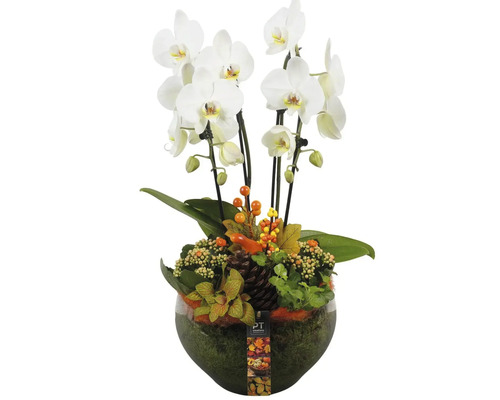 Arrangement avec orchidée blanche dans un vase en verre avec décoration automnale