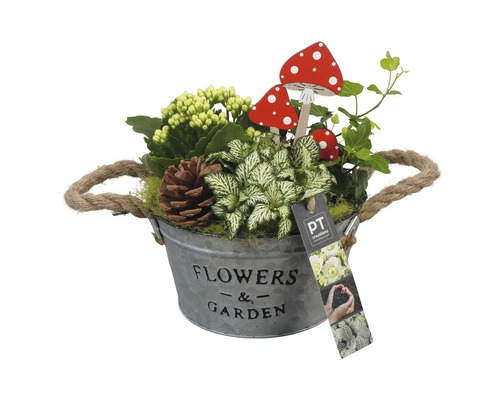 Arrangement de plantes d'intérieur white FloraSelf coupe en zinc Ø 18 cm Arrangement floral dans un seau en métal avec décoration de champignons et pomme de pin