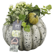 Décoration avec citrouille, plantes et logo PT Creations