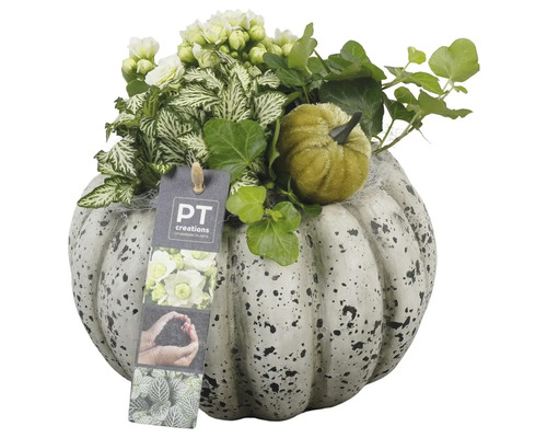 Décoration avec citrouille, plantes et logo PT Creations