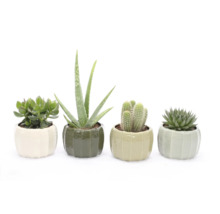 Quatre plantes succulentes dans des pots en céramique