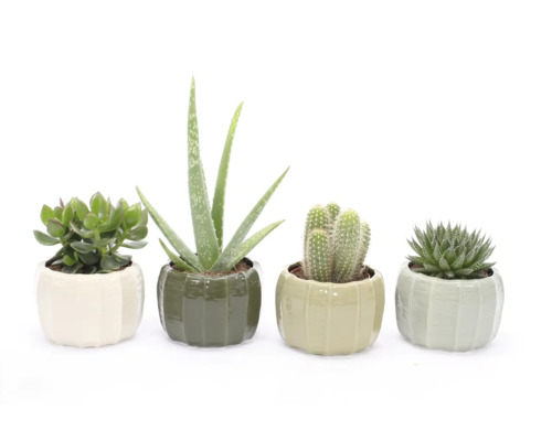 Quatre plantes succulentes dans des pots en céramique