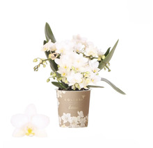 Orchidée blanche en pot