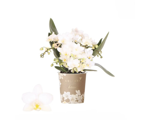 Orchidée blanche en pot