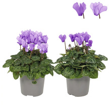 Deux cyclamens en pot avec des fleurs violettes et des feuilles vertes dans des pots gris.