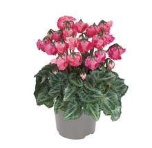 Cyclamen d''intérieur dans un pot