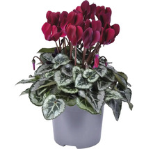 Cyclamen avec des fleurs rouge foncé dans un pot