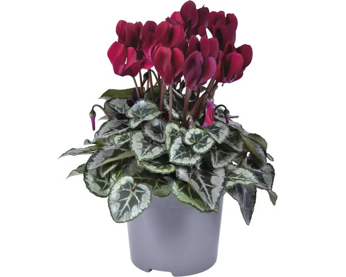 Cyclamen avec des fleurs rouge foncé dans un pot