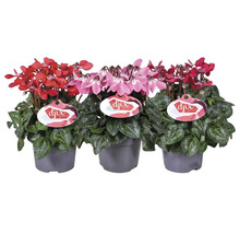 Trois cyclamens en pots avec des fleurs rouges et roses